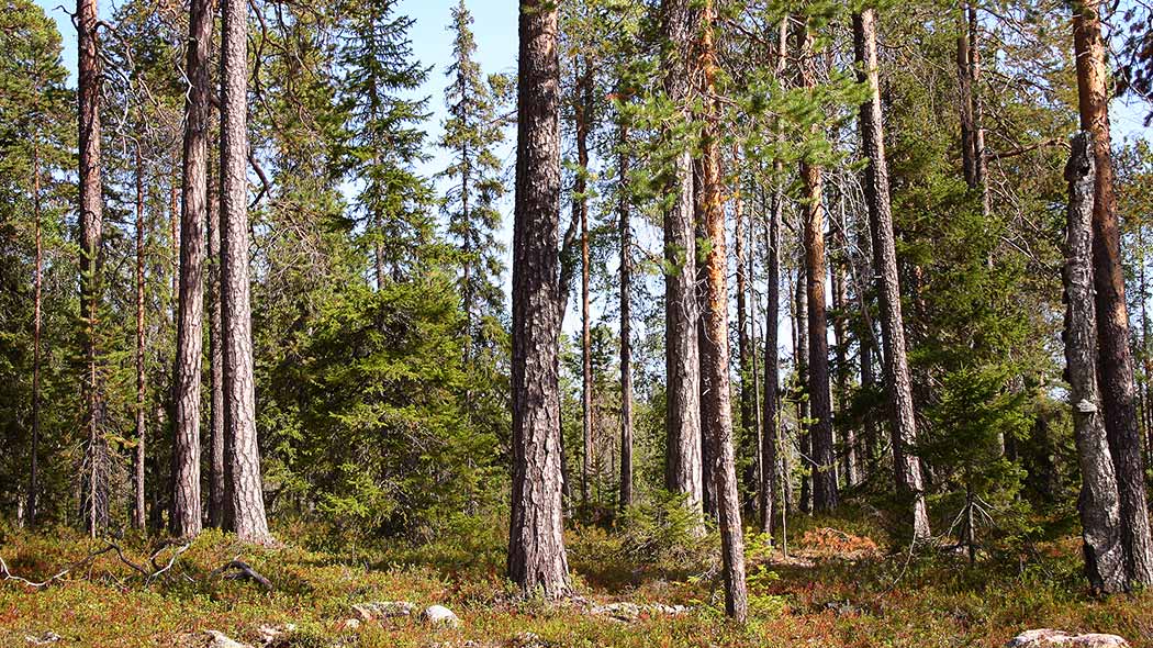 Vanhaa männikköä, seassa kasvaa muutama nuorempi kuusi. Aihkimännikköä Herankairassa. Kuva: Juha Paso.