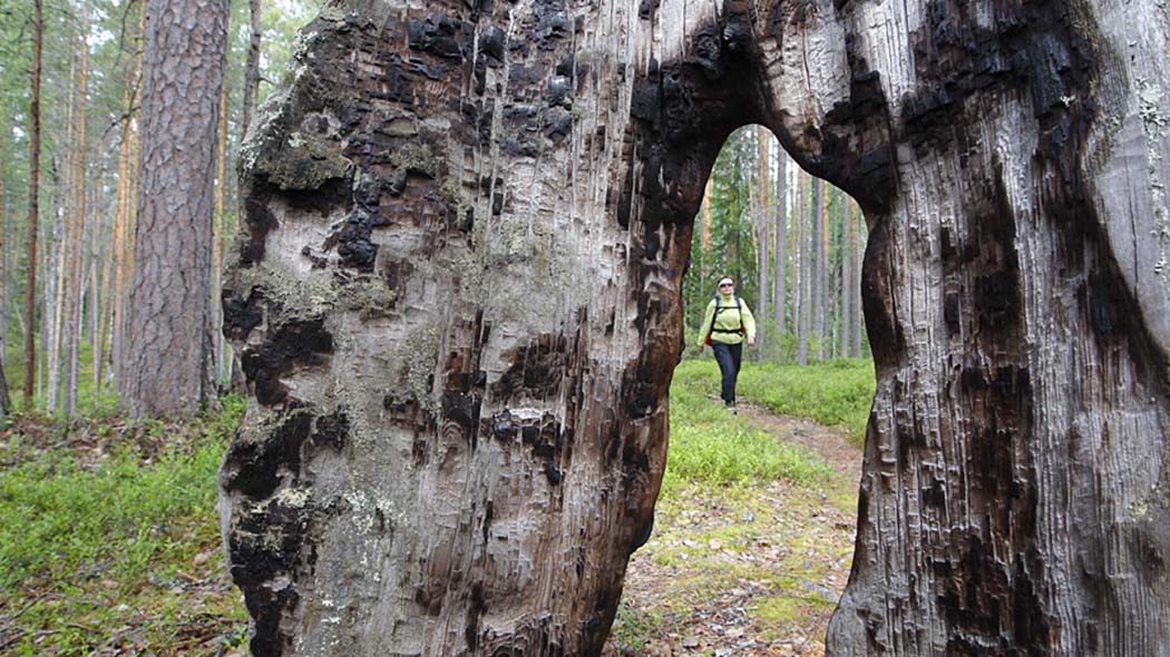 Турист идет по тропе. Турист сфотографирован через дупло в стволе сгоревшего дерева.