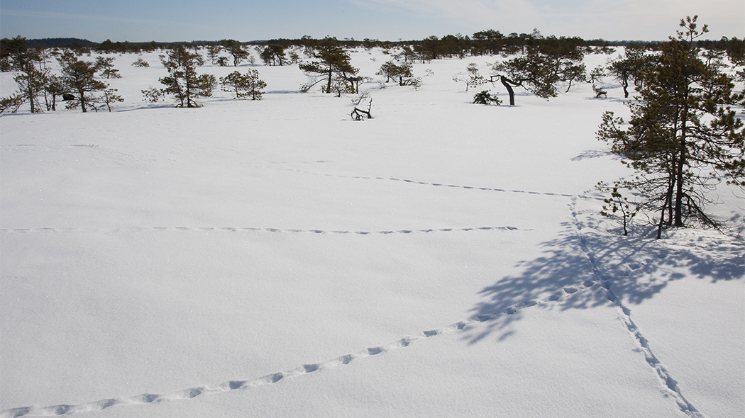 Avonaisella lumipeitteellä eläimen jälkiä. Avonaista aluetta reunustaa käkkäräiset männyt.