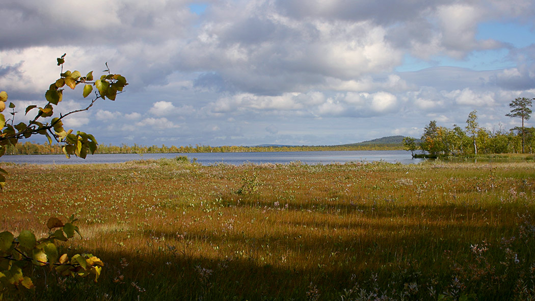 Edessä kasvaa heinää ja jokunen matala paju, taustalla laaja järvi ja sen takana metsää ja yksittäinen vaara.