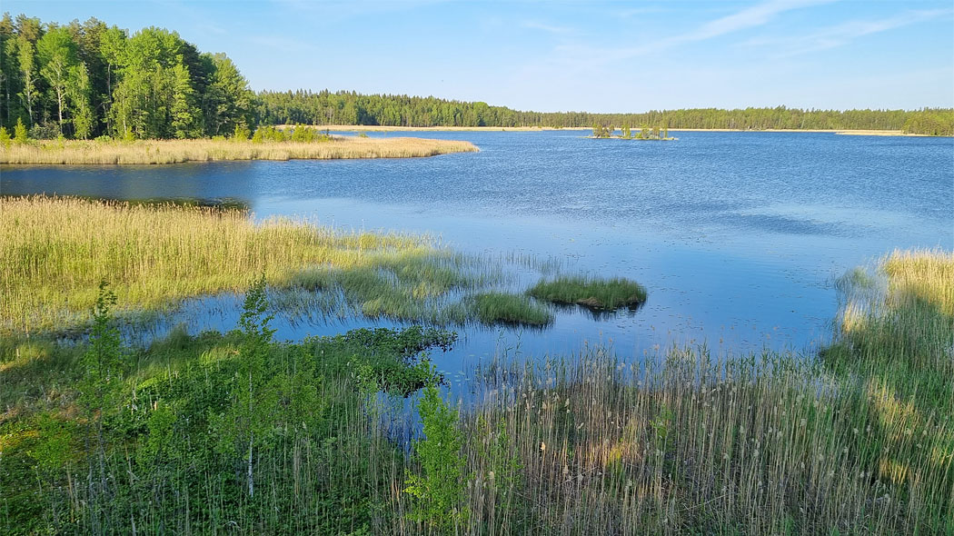 Järvimaisema, reunalla vesikasveja, taustalla metsänreuna.