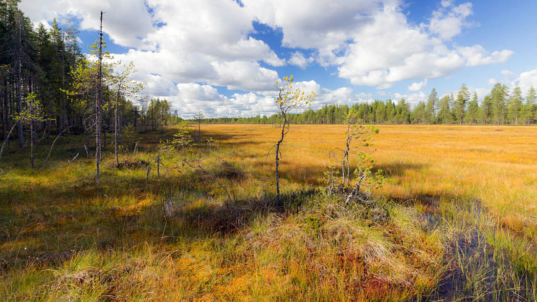 Aava suo kesäpäivänä, etualalla käkkyrämäntyjä. Suon laidoilla kasvaa havumetsää.