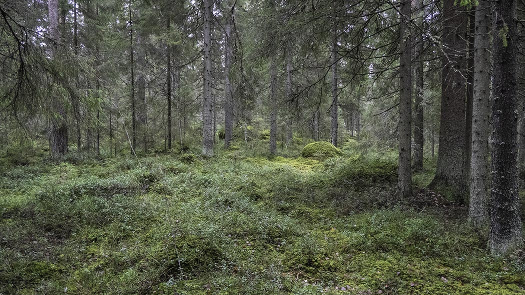 Etulalla matalaa varvikkoa ja sammalia, takana ja sivuilla paksurunkoisia kuusia.