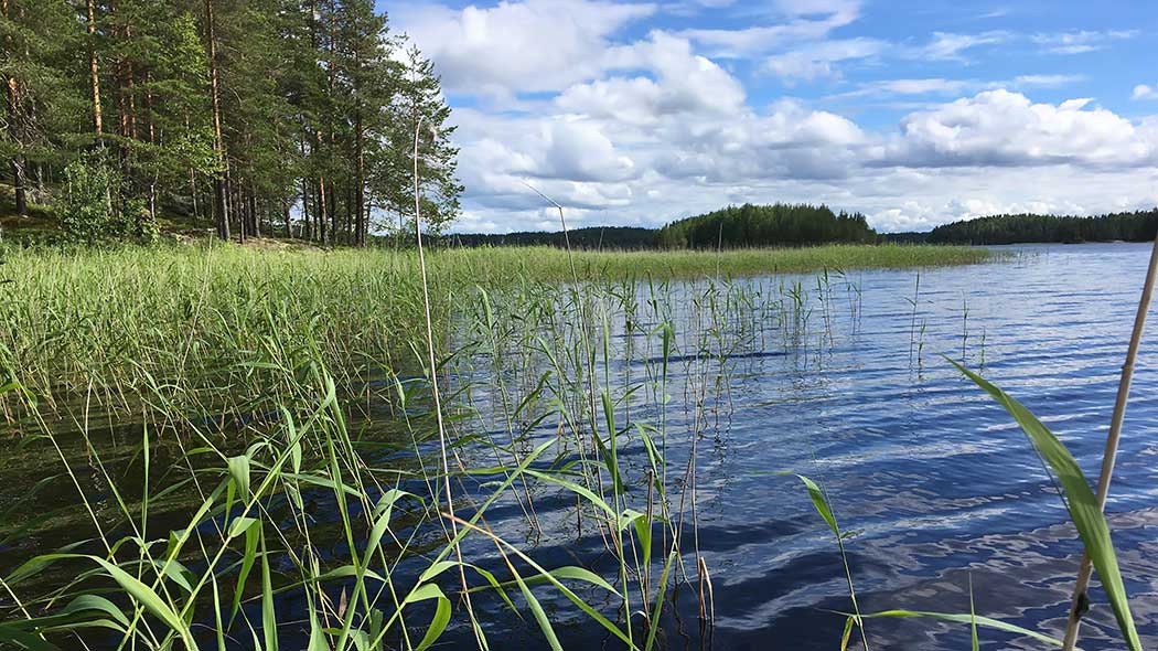 Järven rantakasvallisuutta, taustalla metsää.