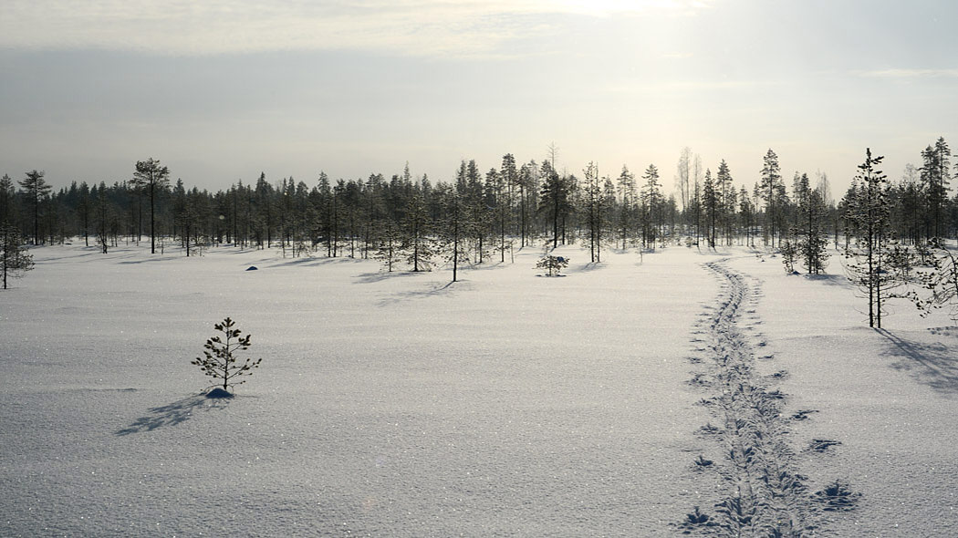 Hiihtojäljet lumisella suolla, taustalla luminen metsä.