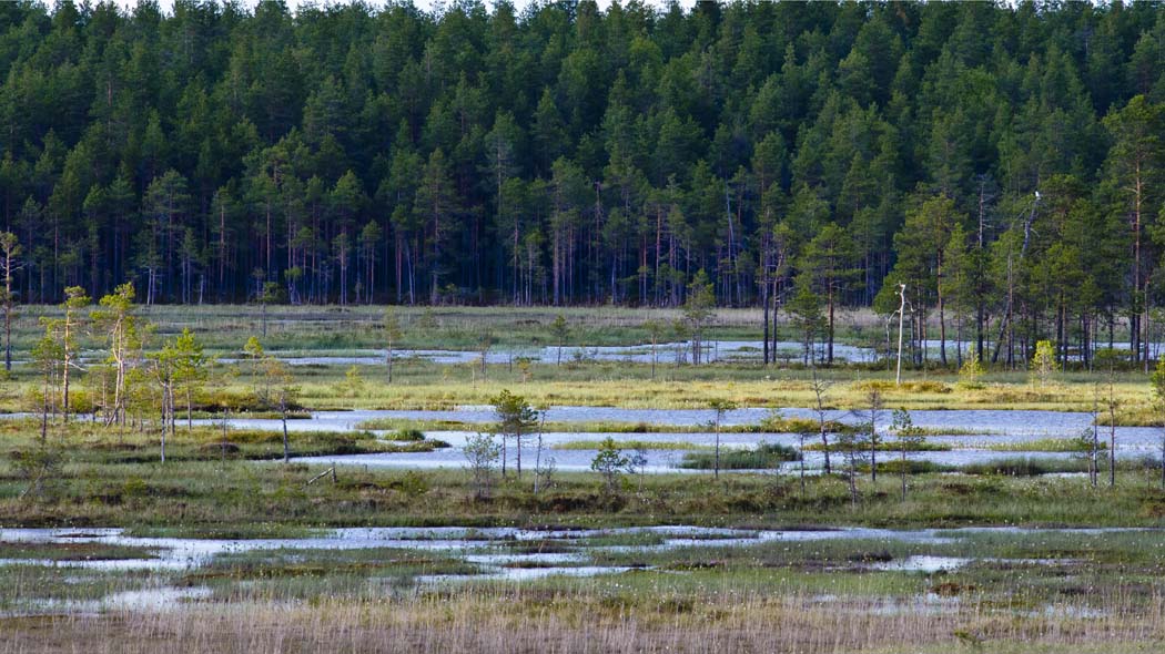 Suoerämaata, jonka keskellä rimpipintoja ja vettä. Taustalla kohoaa havumetsikkö.